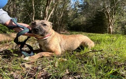 Mixed Breed dogs for adoption: Phoenix - Norwich Norfolk  - Image 8