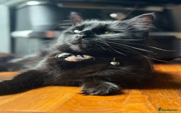 Mixed Breed cats for sale: *Adoption* Beautiful cat needs the perfect home - Image 4
