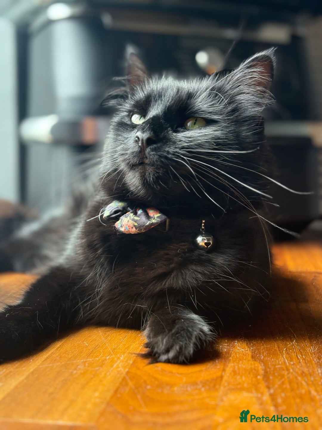 Mixed Breed cats for sale: *Adoption* Beautiful cat needs the perfect home - Image 4