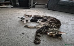 Maine Coon cats for sale: Mainecoon x domestic  - Advert 9