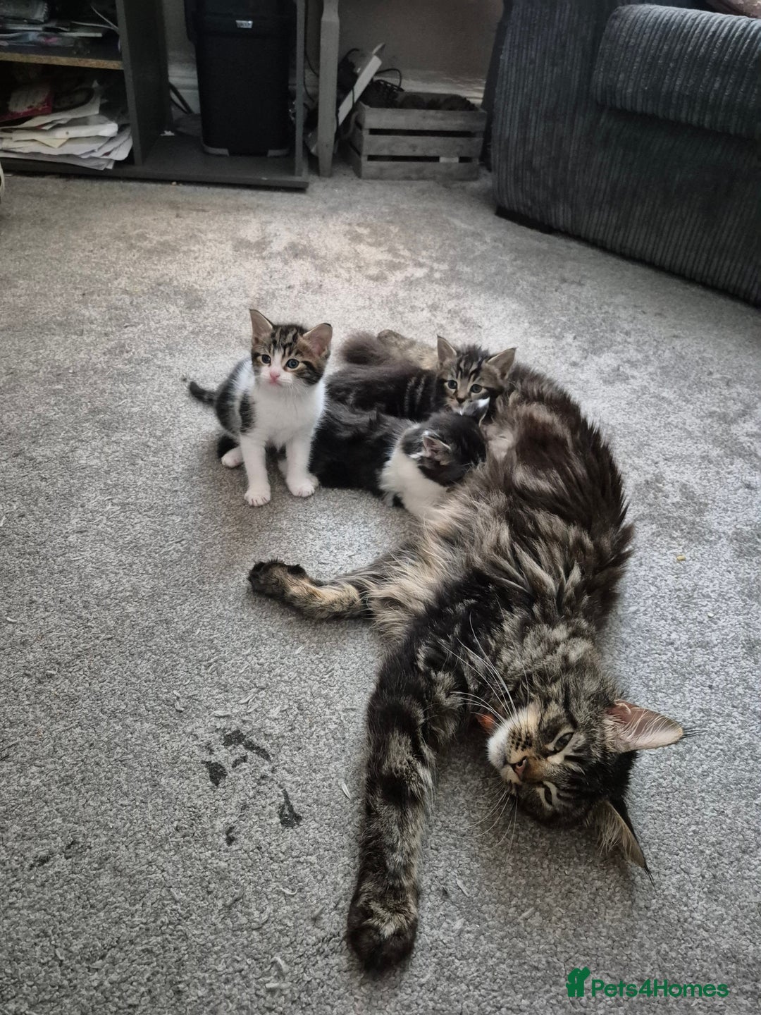 Maine Coon cats for sale: Mainecoon x domestic  - Advert 9