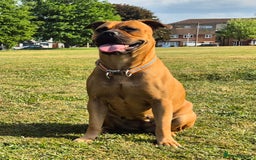 Mixed Breed dogs for sale: Bullmastiff x puppies 🐶  - Image 1