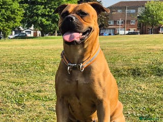 Mixed Breed dogs Bullmastiff x puppies 🐶 - Advert 1