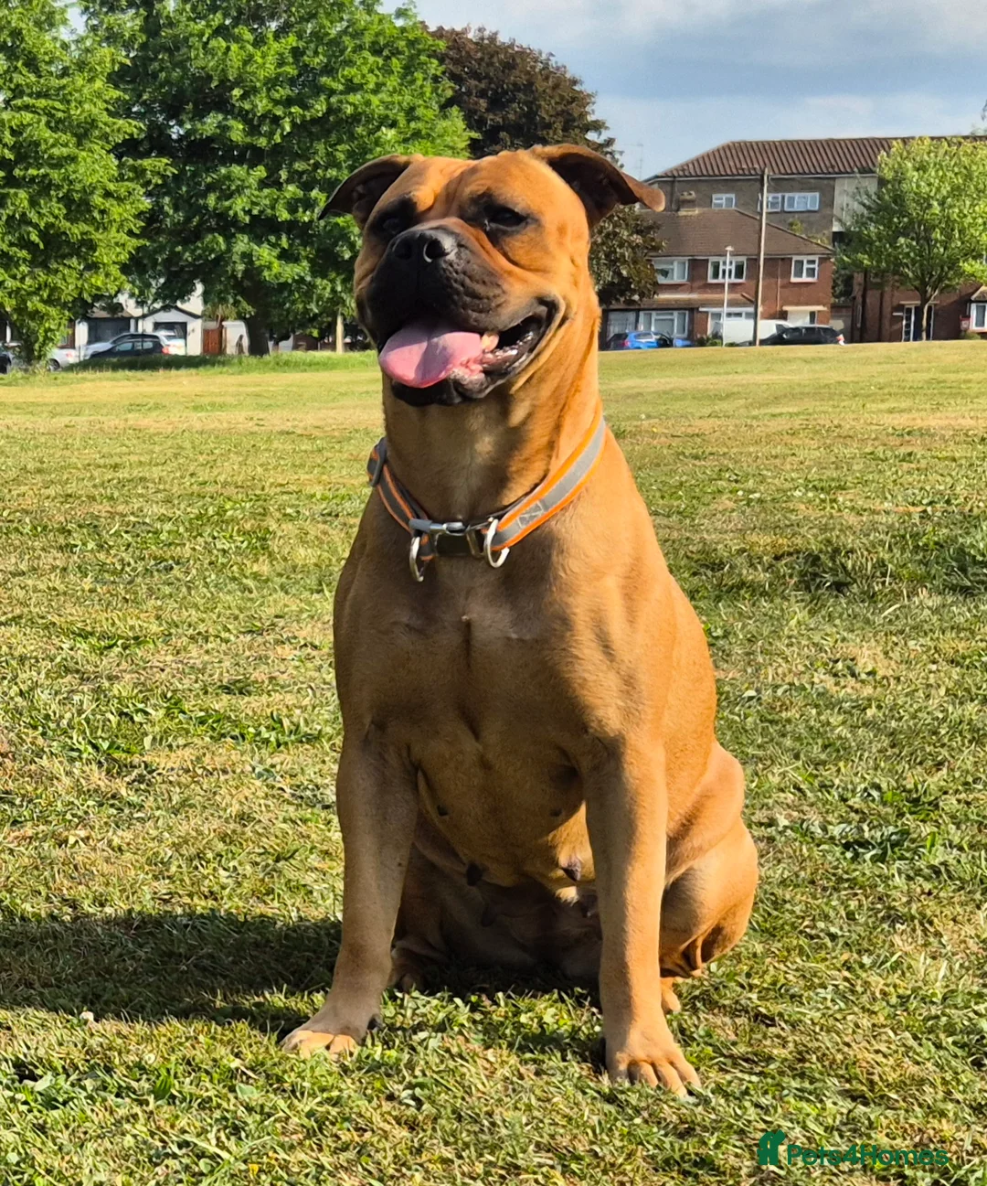 Mixed Breed dogs for sale: Bullmastiff Cross Puppies  - Advert 6