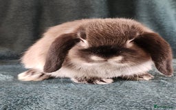 Mini Lion Lop rabbits for sale: beautiful mini sm lion lops and mini lops - Image 20