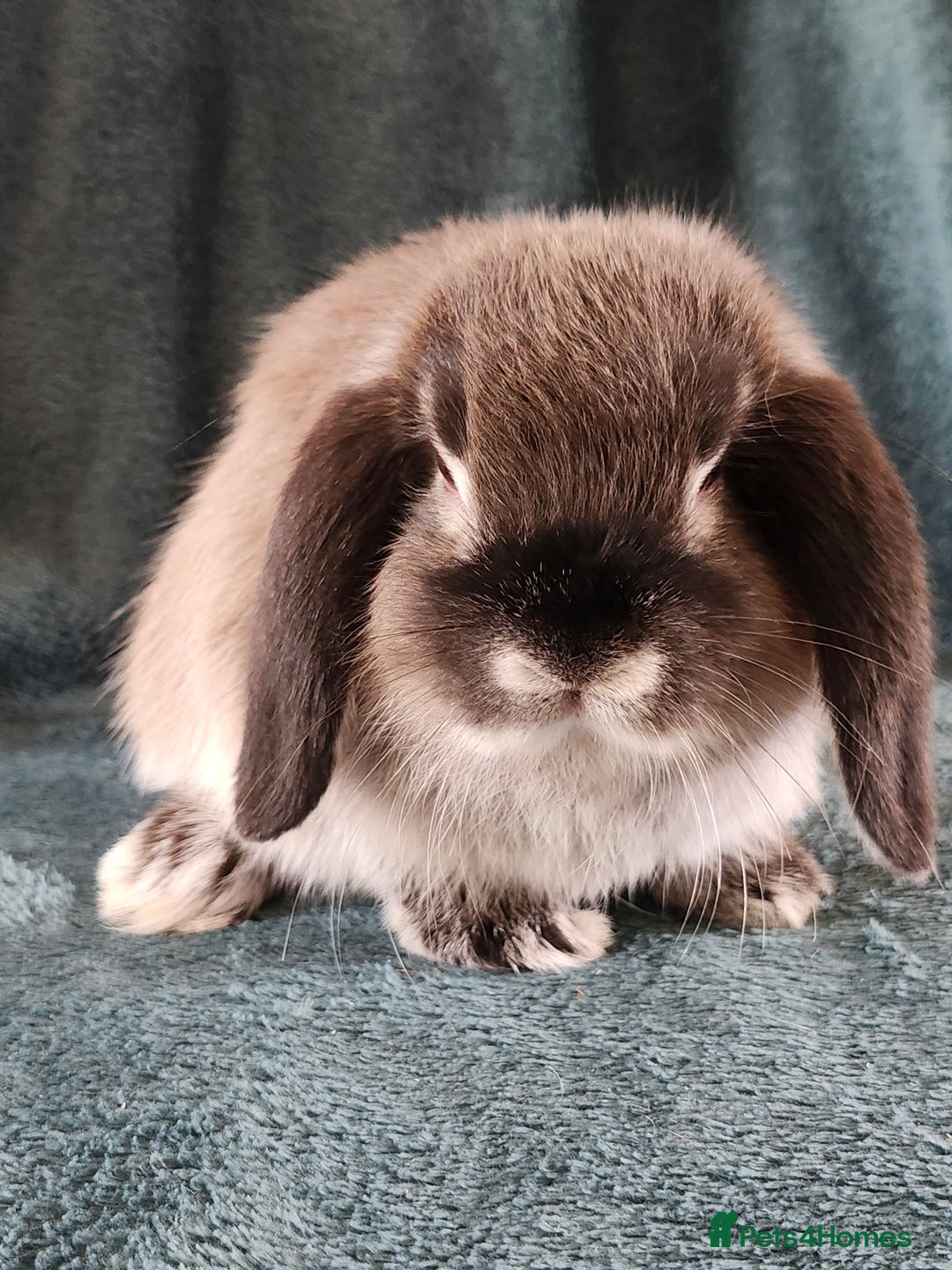 Mini Lion Lop rabbits for sale: beautiful mini sm lion lops and mini lops - Image 20