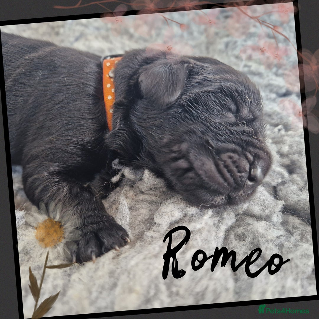 Newfoundland dogs for sale: FULLY HEALTH Tested KC Newfoundland Puppies - Image 24