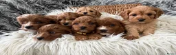 Cavapoo dogs for sale: EXCEPTIONAL EXTENSIVELY HEALTH TESTED CAVAPOOS  - Advert 3
