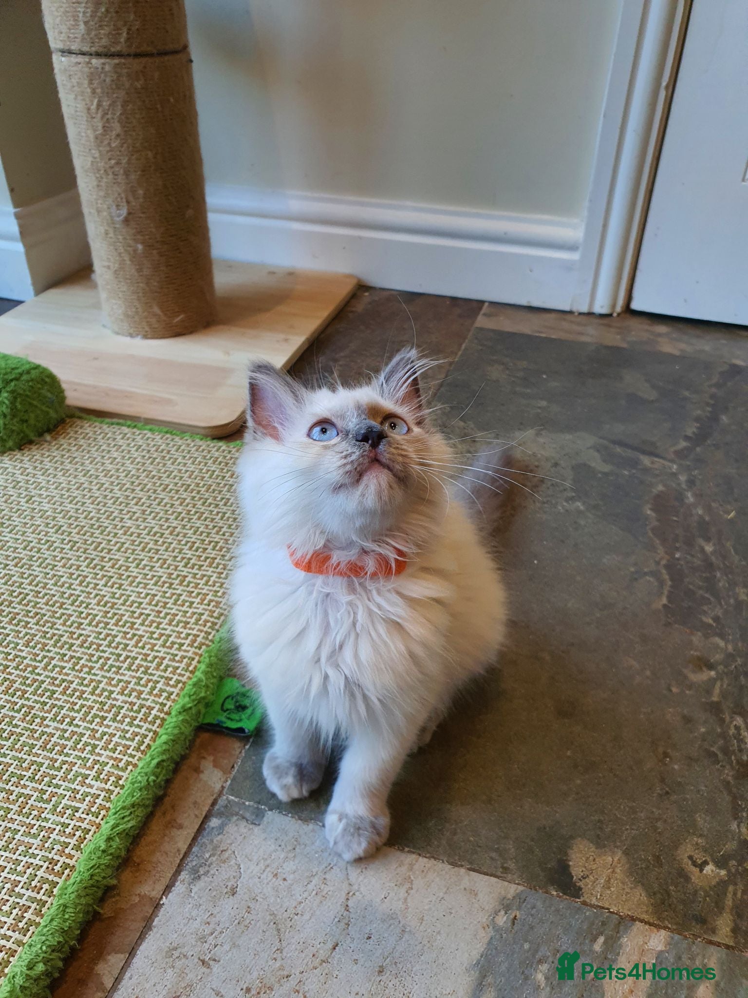 Ragdoll cats Beautiful GCCF Blue Point Ragdoll Kitten. - Advert 2