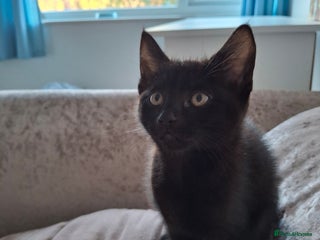 British Shorthair cats Male and female black kittens - Advert 3