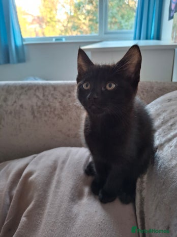 British Shorthair cats Male and female black kittens - Advert 1