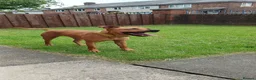 Mixed Breed dogs for sale: Patterdalexpitbull in Preston - Advert 5