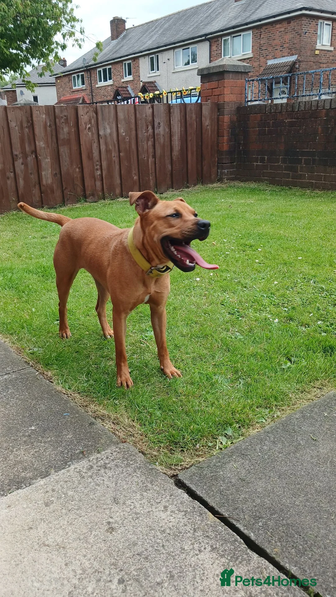 Mixed Breed dogs for sale: Patterdalexpitbull in Preston - Advert 5
