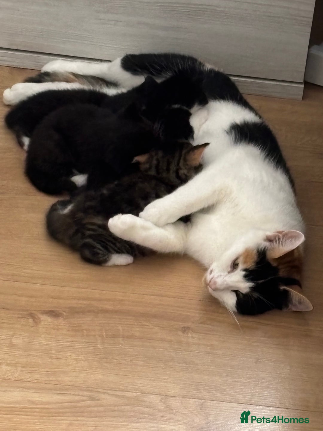 European cats for sale: Kitten  - Image 11