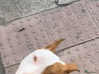 Bullmastiff dogs Pitbull Mastiff Pups in London - Advert 2