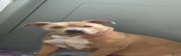 Mixed Breed dogs for sale: Beautiful dog for sale  in Dingwall - Advert 2
