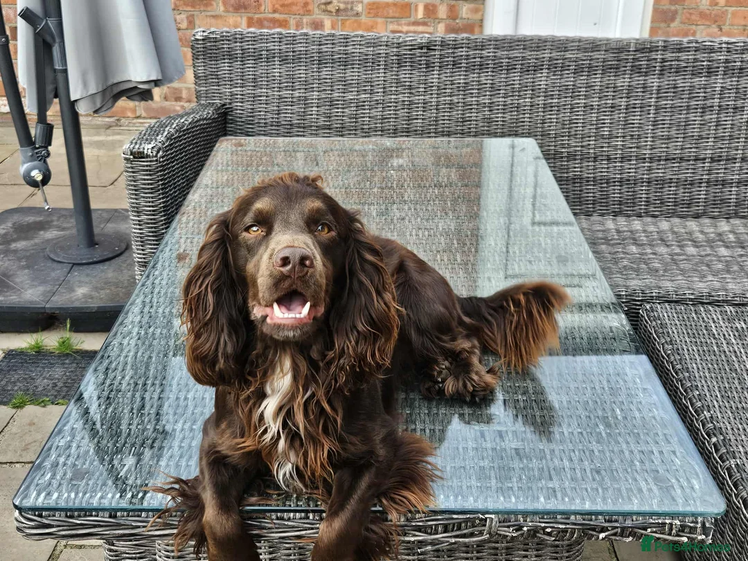 Cocker Spaniel dogs for sale: COCKER SPANIEL PUPPIES - Advert 3