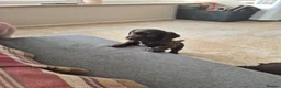 Sprocker dogs for sale: Working Sprocker Chocolate Puppies for sale - Advert 13