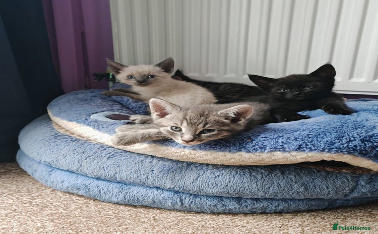 Sphynx cats - Advert 2