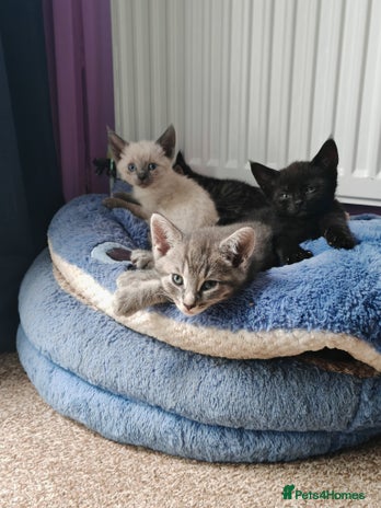 Sphynx cats - Advert 1