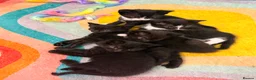 Mixed Breed cats for sale: 2 female all black kittens ready for forever home in Colwyn Bay - Advert 1