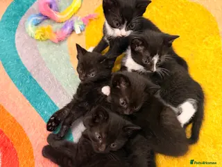 Mixed Breed cats 2 female all black kittens ready for forever home - Advert 1