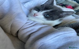 Mixed Breed cats for sale: kittens - Image 2