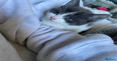 Mixed Breed cats - Advert 1