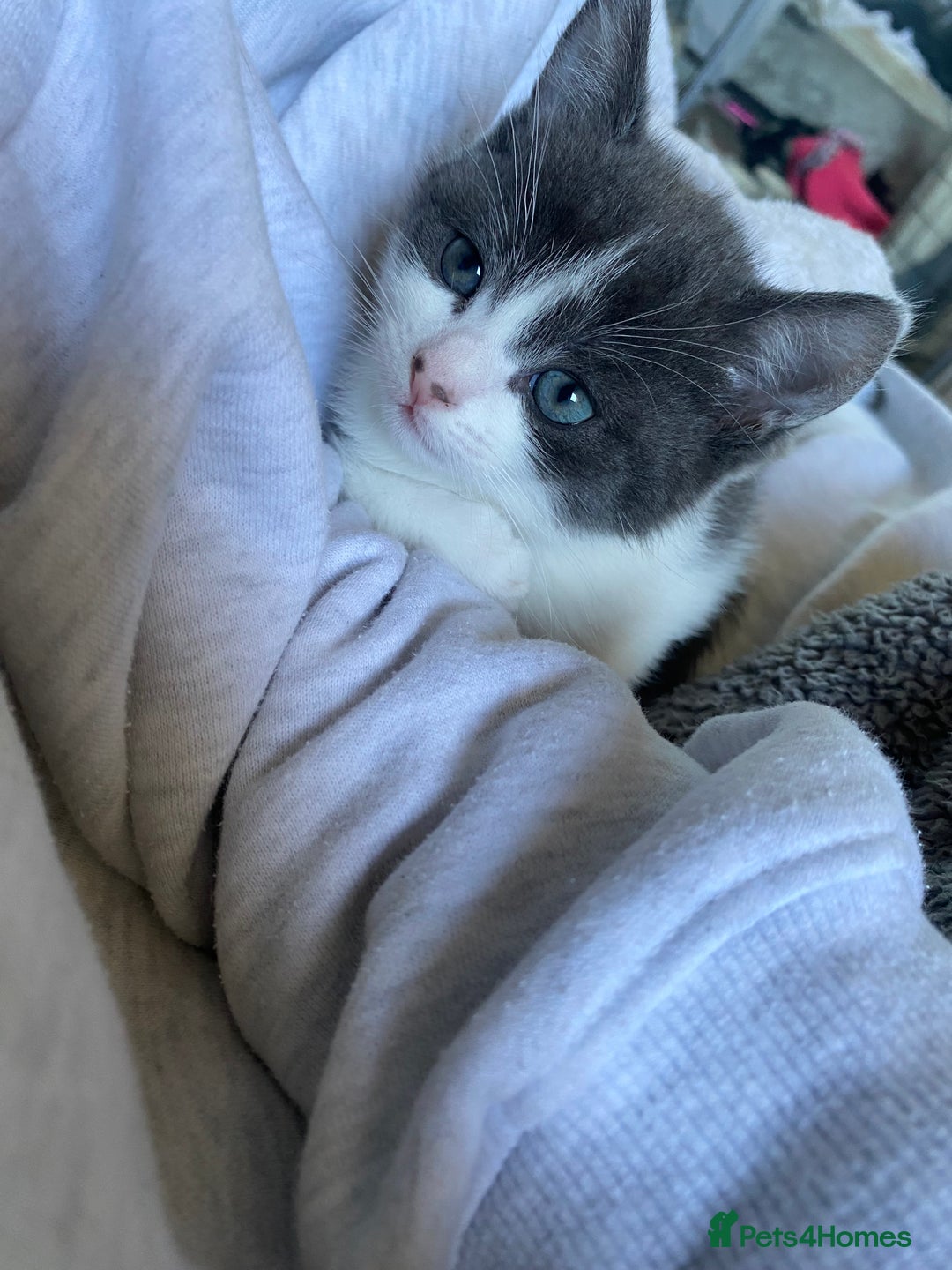 Mixed Breed cats for sale: kittens - Image 2