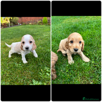 Cocker Spaniel dogs - Advert 2