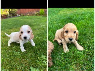 Cocker Spaniel dogs - Advert 4