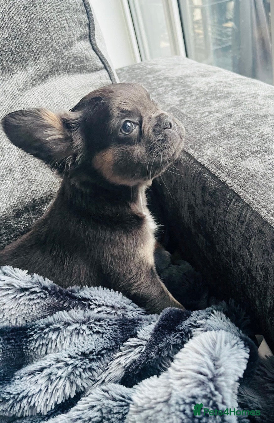 French Bulldog dogs Blue and tan frenchie girl  - Advert 1