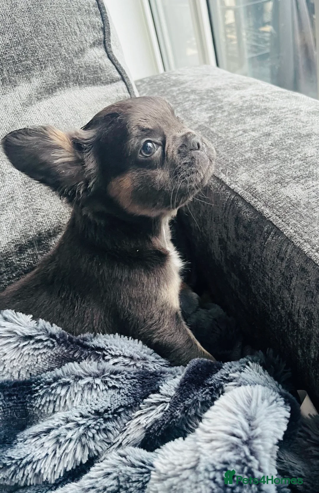 French Bulldog dogs for sale: Blue and tan frenchie girl  - Advert 1