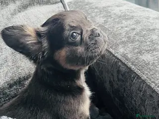 French Bulldog dogs Blue and tan frenchie girl - Advert 1