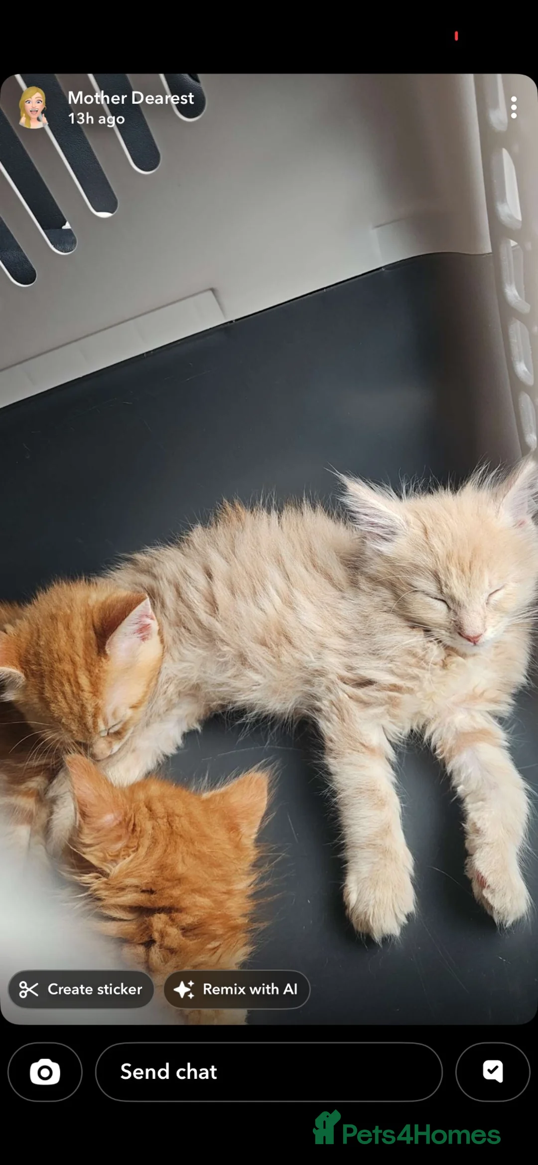 Maine Coon cats for sale: Maine coon kittens  - Advert 15