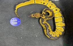 Python Snake reptiles for sale: Royal pythons from £20 - Image 7