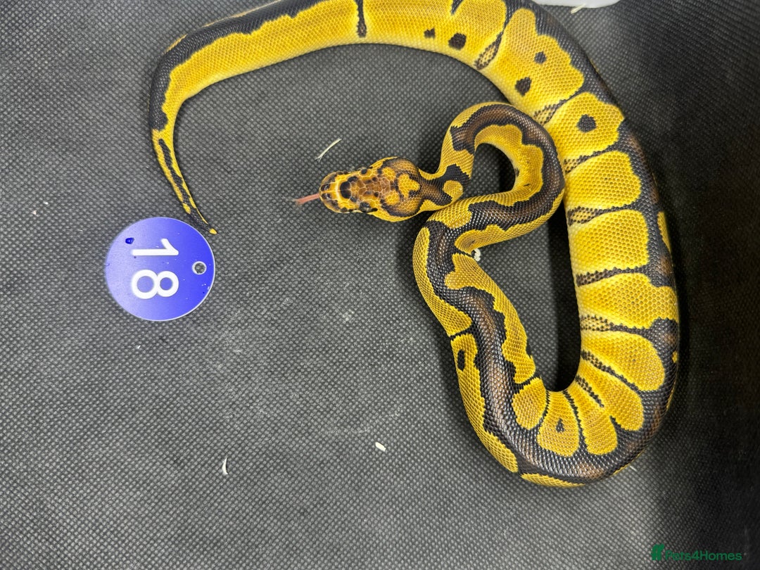 Python Snake reptiles for sale: Royal pythons from £20 - Image 7