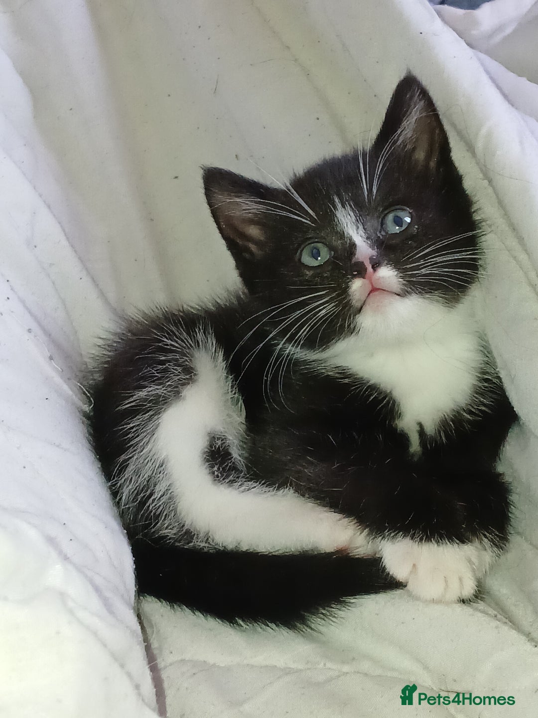 RagaMuffin cats for sale: 2 ragamuffin mixed breed kittens. Nearly 8 weeks - Image 2