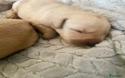 Labrador Retriever dogs for sale: Labrador puppies 5 gen pedigree health tested - Image 9