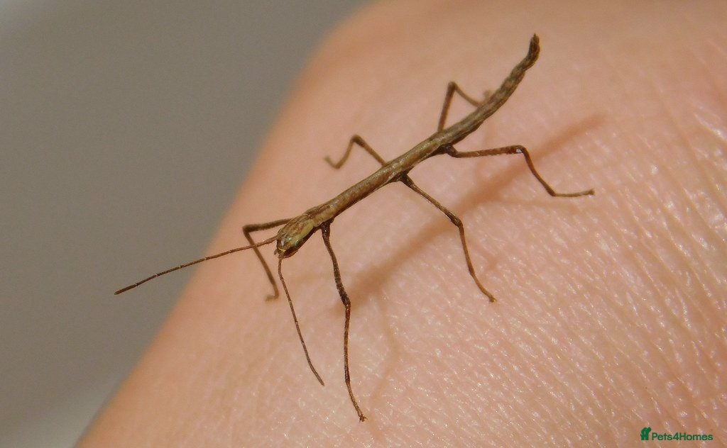 Stick Insects invertebrates Indian Stick Insect Nymphs 1-2inches - Advert 5