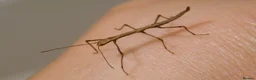 Stick Insects invertebrates for sale: Indian Stick Insect Nymphs 1-2inches in South Shields - Advert 1