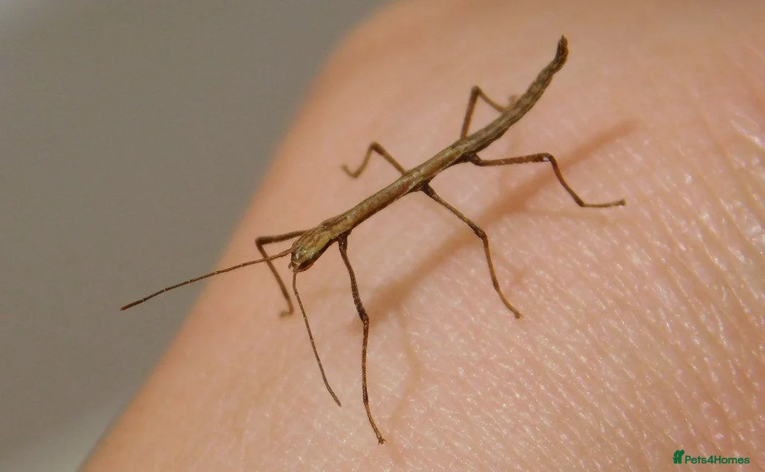 Stick Insects invertebrates for sale: Indian Stick Insect Nymphs 1-2inches in South Shields - Advert 1