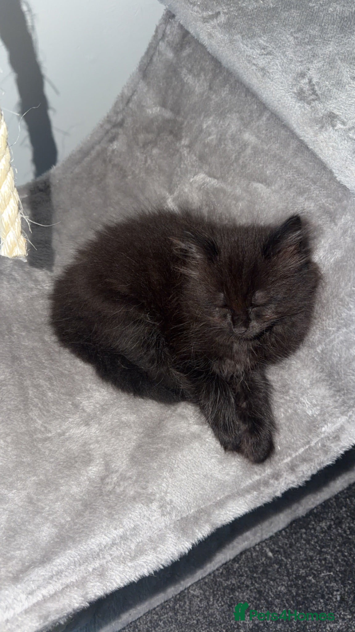 Mixed Breed cats Sweetest fluffy male  - Advert 1