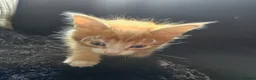 Mixed Breed cats for sale: Beautiful Kittens - Advert 18