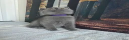 British Shorthair cats for sale: British Shorthair Kittens  - Advert 8