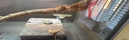 Bearded Dragon reptiles for sale: Bearded dragons in Hull - Advert 13