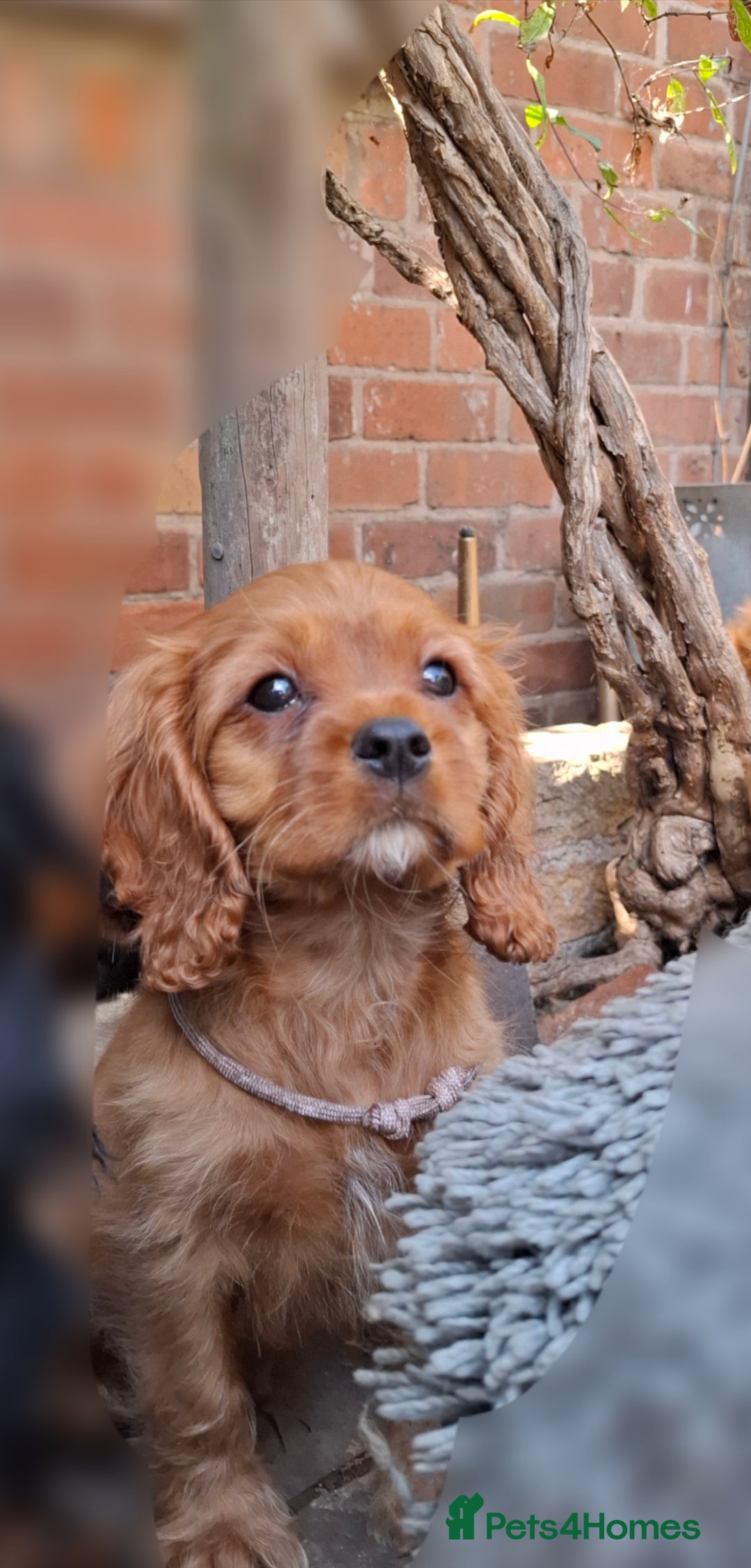 Cavalier King Charles Spaniel dogs for sale: Ruby Cavalier boy– Sweet, Healthy, Ready NOW - Image 2