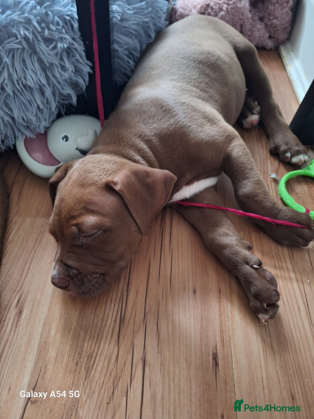 American Bulldog dogs for sale: 11 little hearts need their forever home - Advert 8