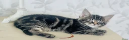 Mixed Breed cats for sale: Maincoon x  in Driffield - Advert 14