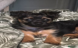 Yorkshire Terrier dogs for sale: Miss Jonson  - Image 2